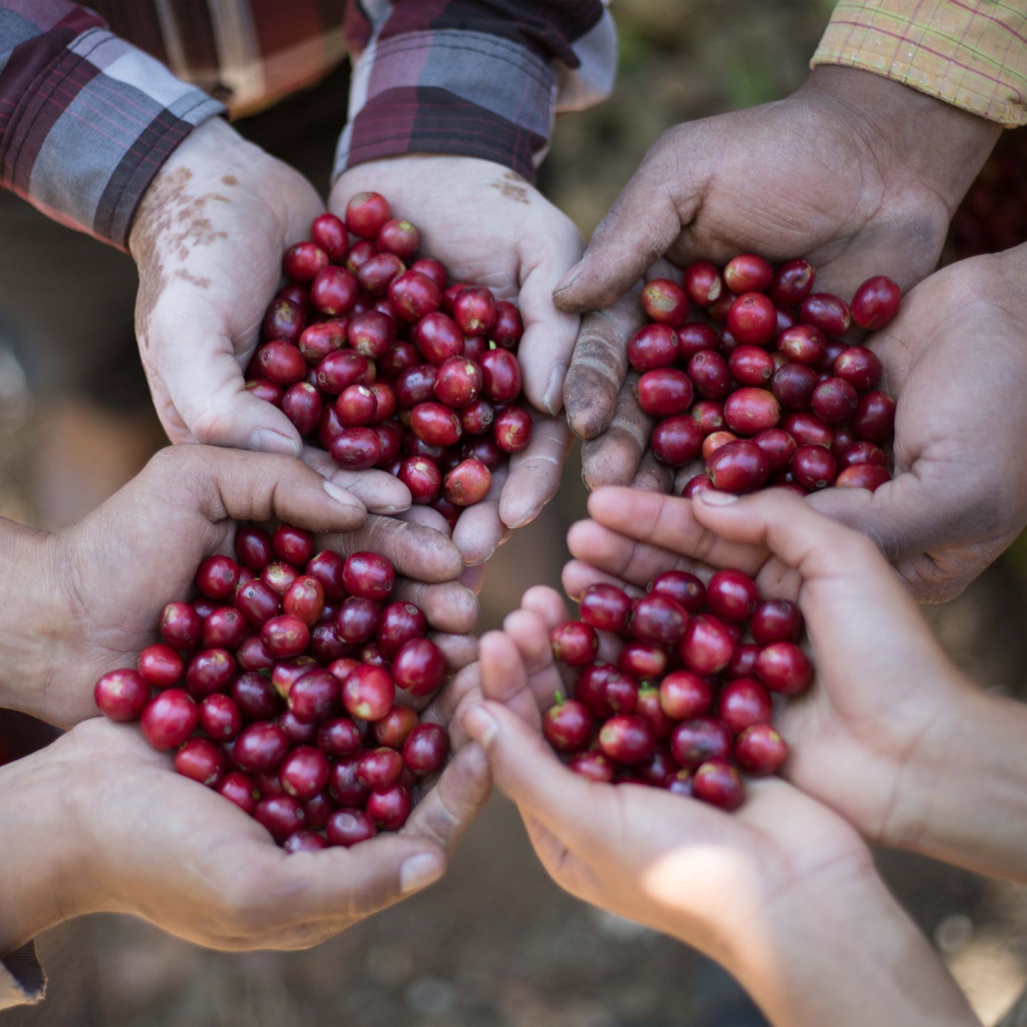 Decaf - Mexico - Quetzal - Mountain Water Process