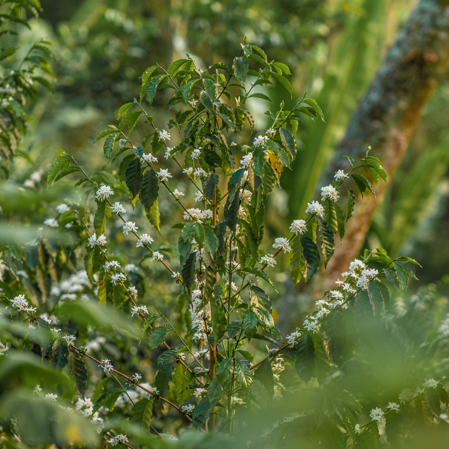 Decaf - Mexico - Quetzal - Mountain Water Process